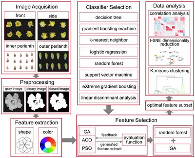 Optimizing DUS testing for Chimonanthus praecox using feature selection based on a genetic algorithm